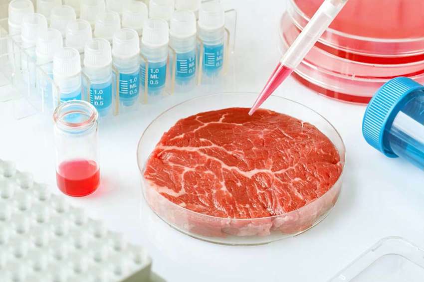 Carne biotech
