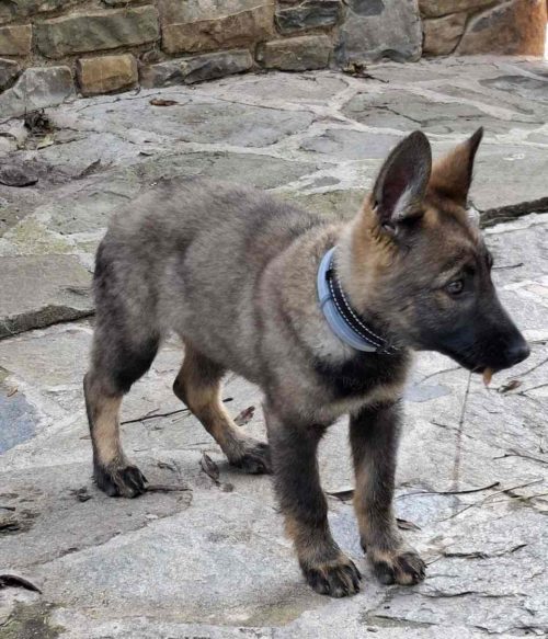 Cachorro pastor alemán 100% DDR